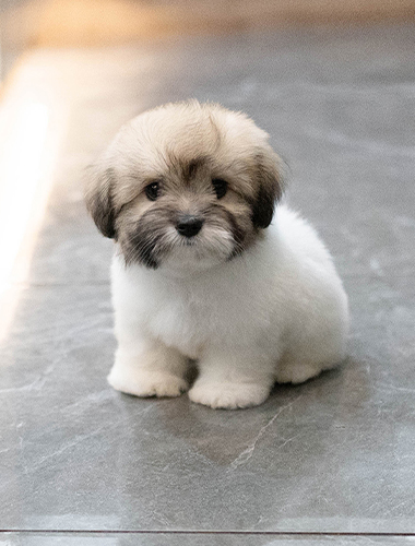 티나 (Tina)