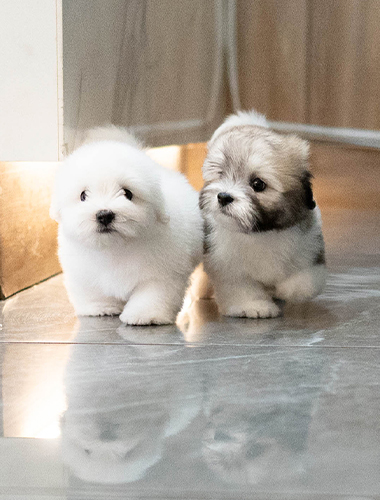 옹심이&오디 (Ongsim&Odi)