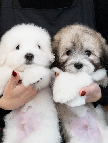 옹심이&오디 (Ongsim&Odi)