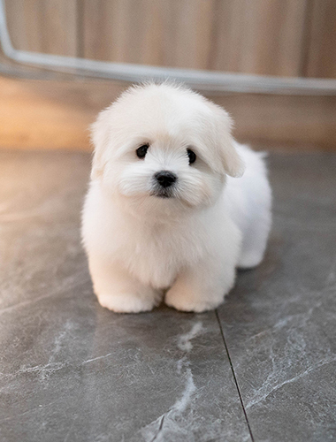 밤톨이 (Bamtol-i)