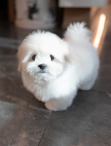 밤톨이 (Bamtol-i)