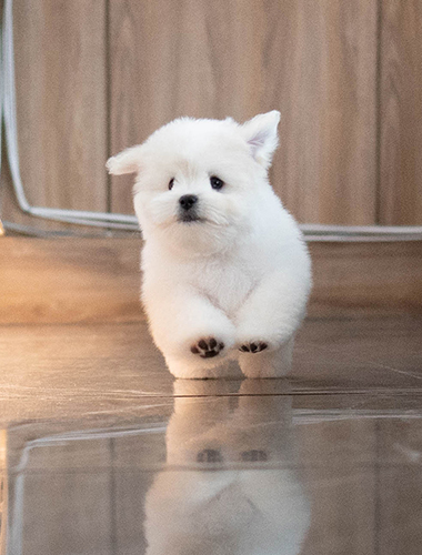 밤톨이 (Bamtol-i)