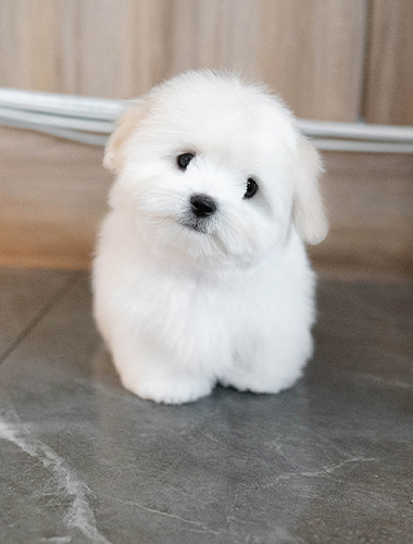 밤톨이 (Bamtol-i)