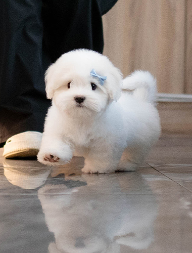 스텔라 (Stella)