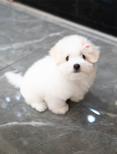 셜록 (Sherlock)