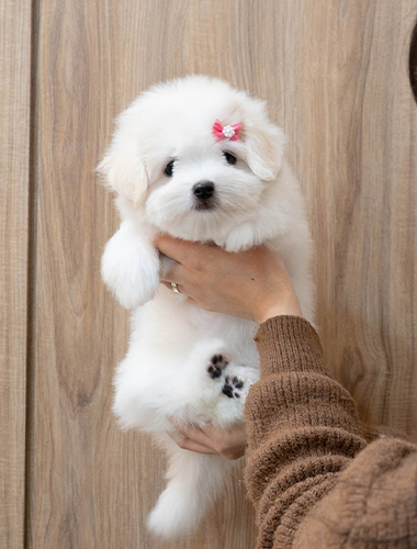 셜록 (Sherlock)