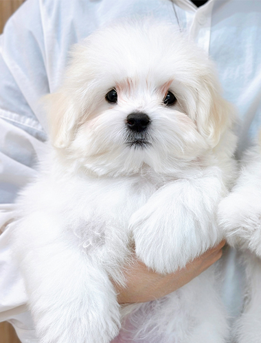 치즈&로티 (Cheeze&Loti)