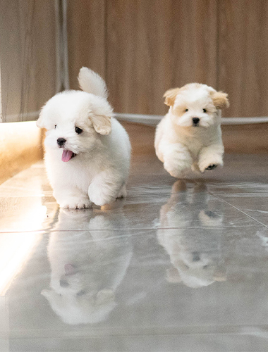 봉구&춘식이 (Bongu&Chunsik)
