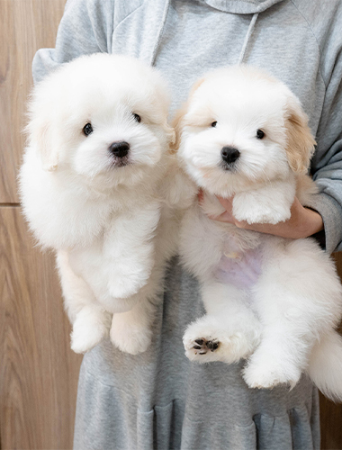 봉구&춘식이 (Bongu&Chunsik)