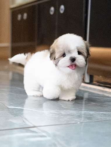 쿠키 (Cookie)