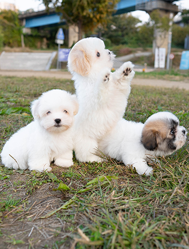 삼남매 (samnammae)