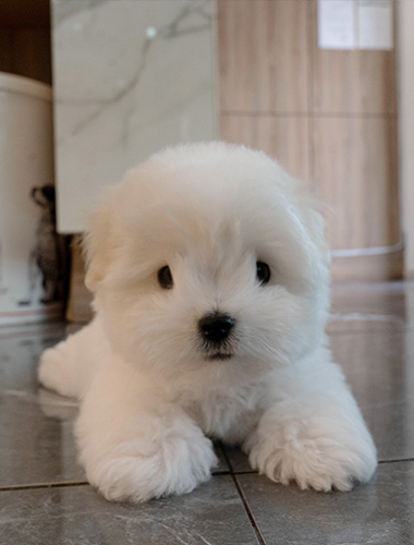 베리(VERY)