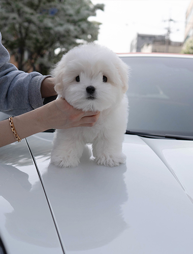 베리(VERY)