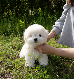 베리(VERY)