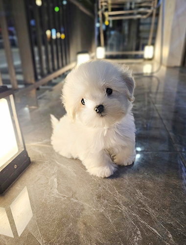 똥실이(DDONG-SIL)