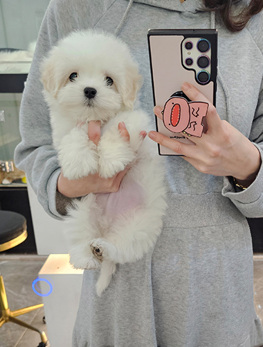 똥실이(DDONG-SIL)