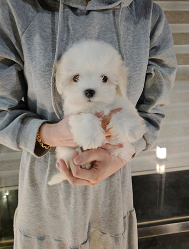 똥실이(DDONG-SIL)