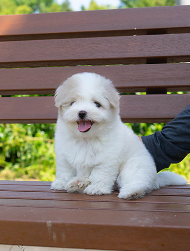 포슬이(Poseul-i)