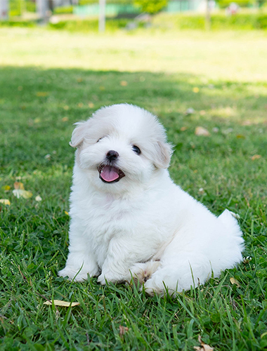포슬이(Poseul-i)