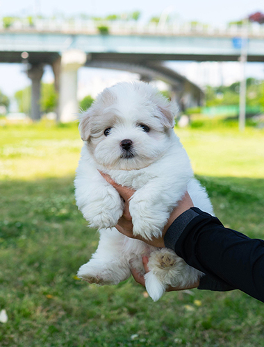 포슬이(Poseul-i)