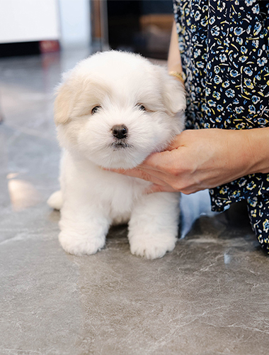 예삐 (yeppi)