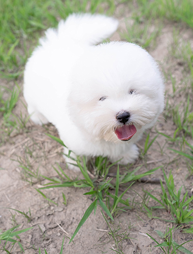 꿀빵이 (kkulppang-i)