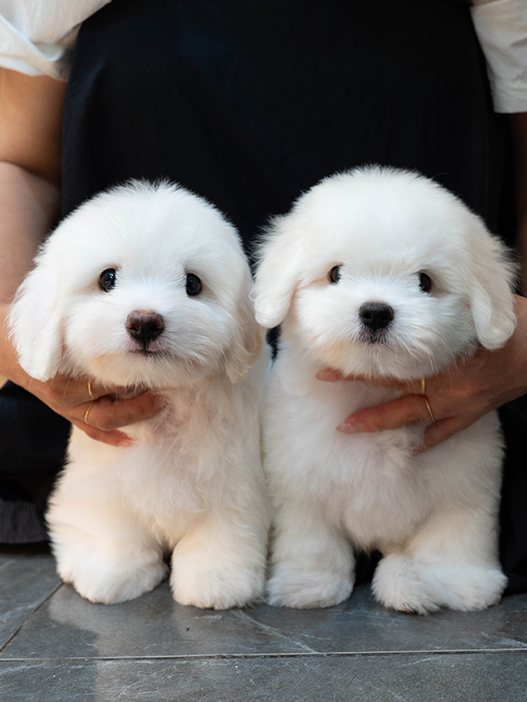 아롱&다롱 (A-rong&Da-rong)