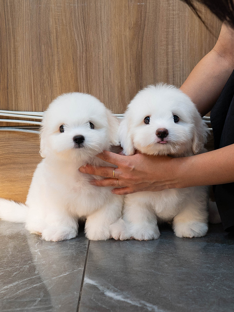 아롱&다롱 (A-rong&Da-rong)