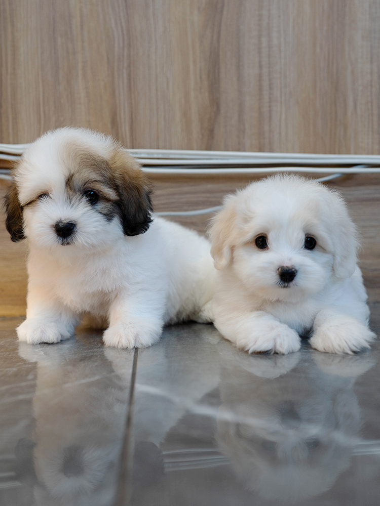 뭉치&또치 (Moong-chi&Ddo-chi)