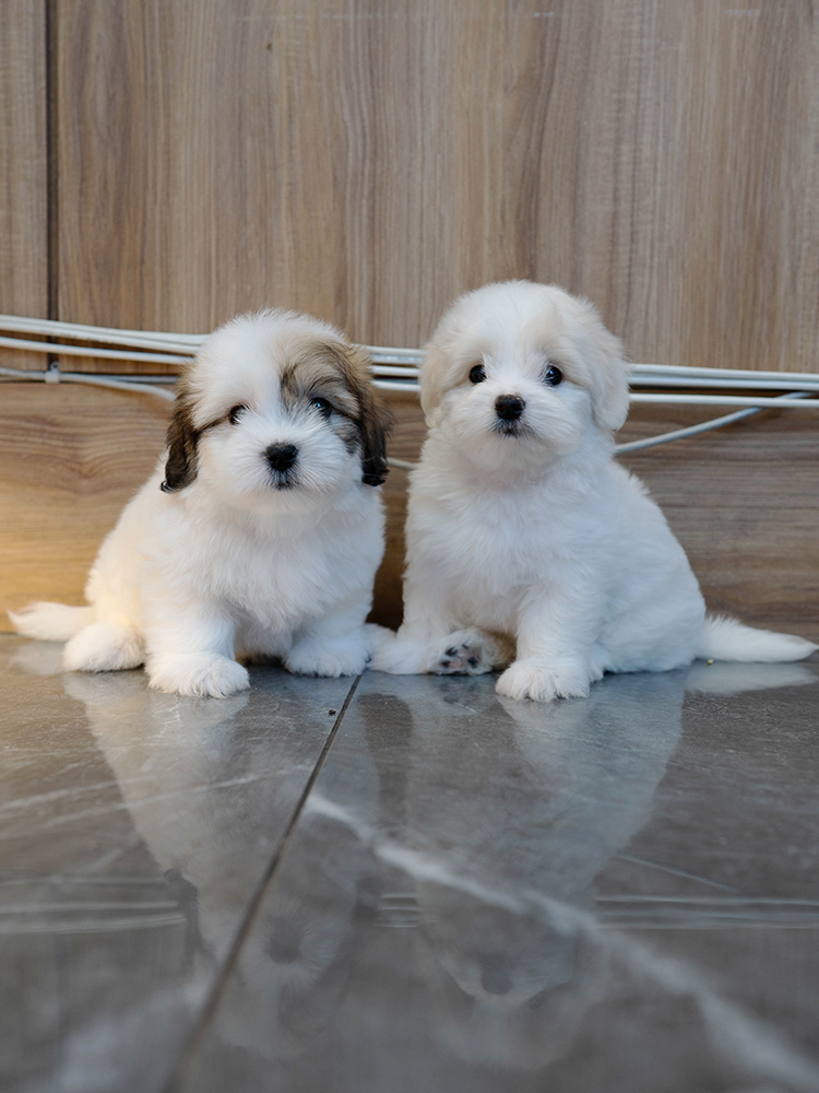 뭉치&또치 (Moong-chi&Ddo-chi)