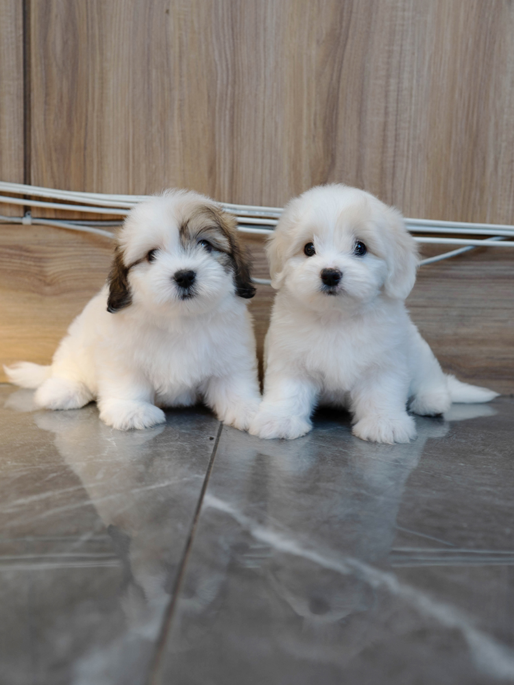 뭉치&또치 (Moong-chi&Ddo-chi)