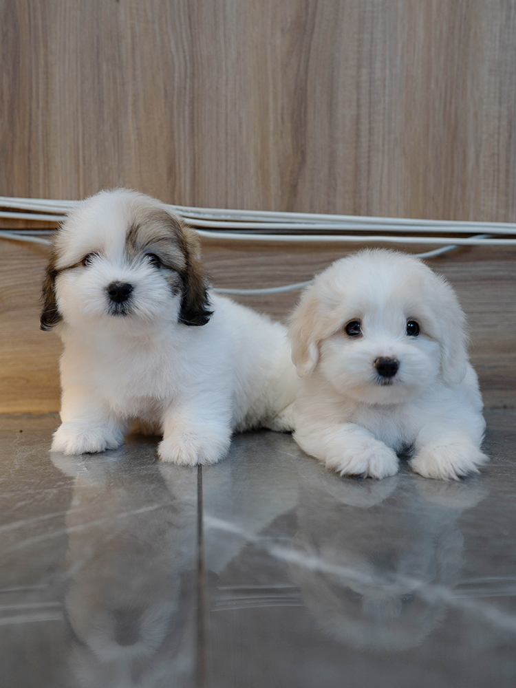 뭉치&또치 (Moong-chi&Ddo-chi)