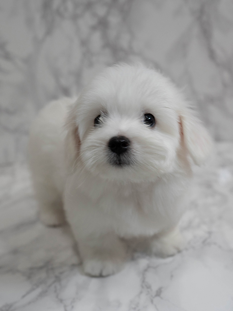 레나&루나 (RENA&RUNA)