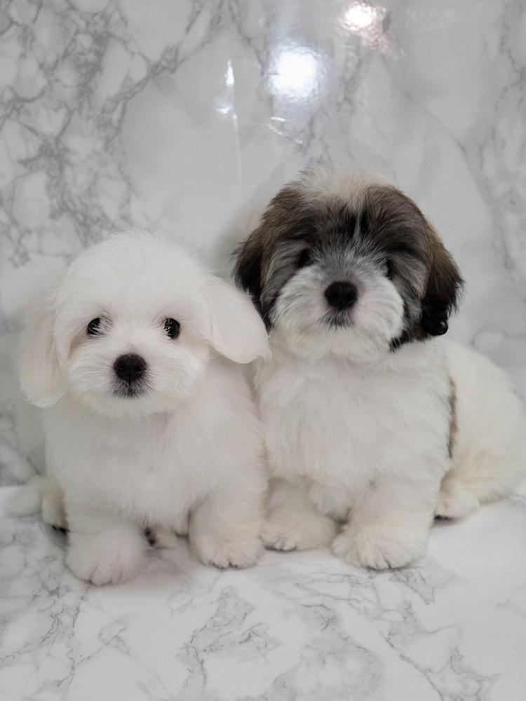 레나&루나 (RENA&RUNA)