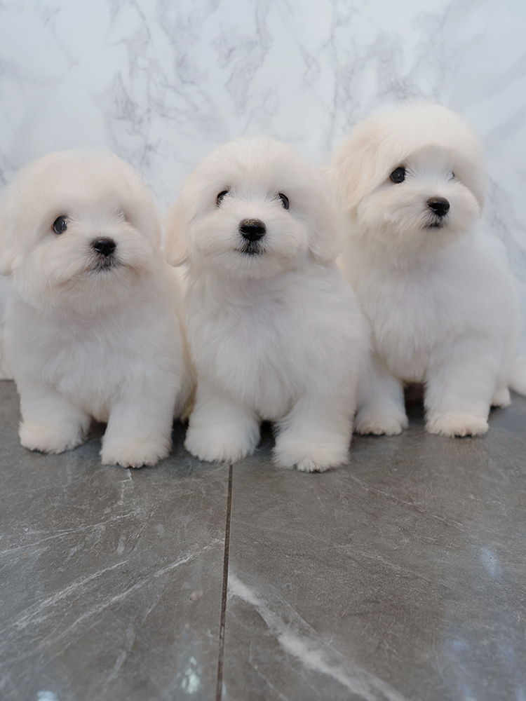 대한&민국&만세 (Daehan&Minkook&Mansae)