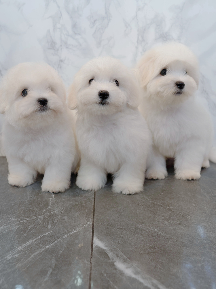 대한&민국&만세 (Daehan&Minkook&Mansae)