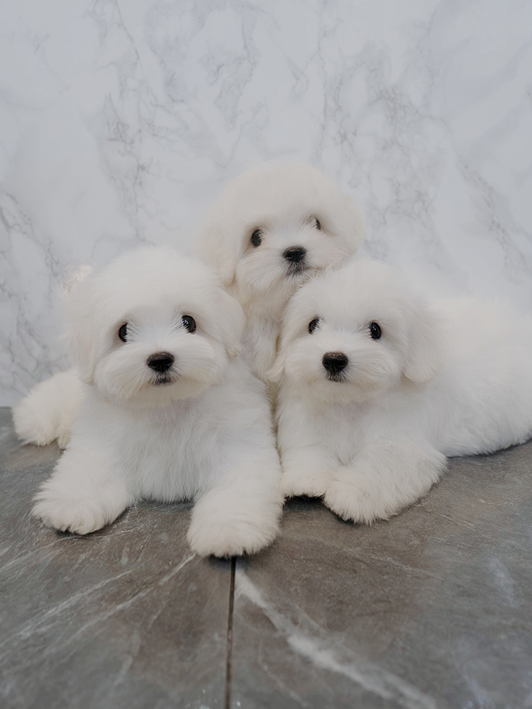 대한&민국&만세 (Daehan&Minkook&Mansae)