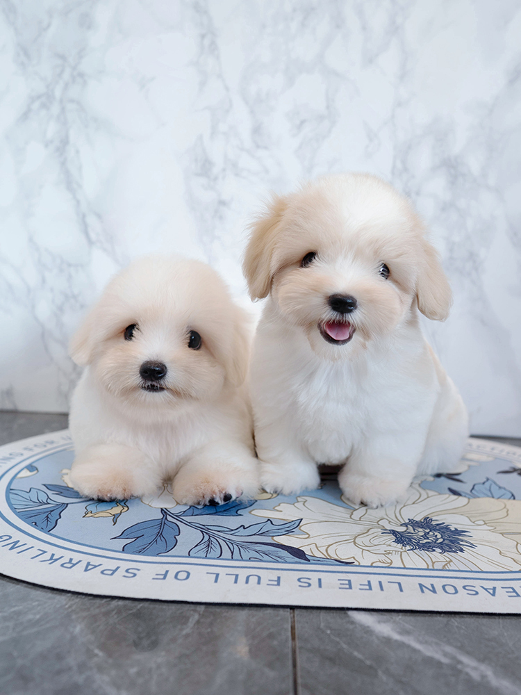 가빈&다빈 (Ga-Bin&Da-Bin)