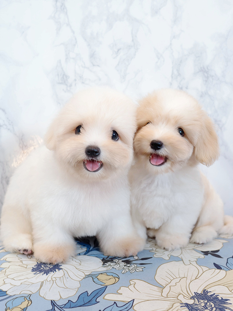 가빈&다빈 (Ga-Bin&Da-Bin)