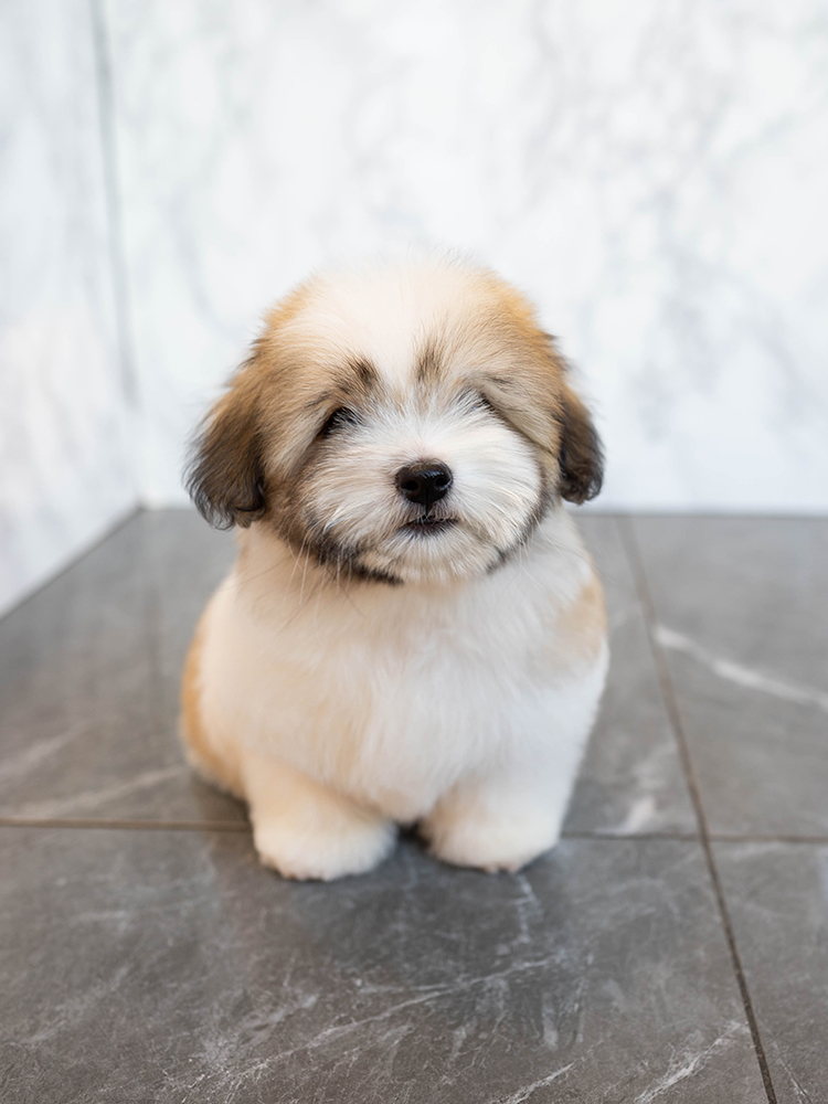 반푼이 (Banpooni)