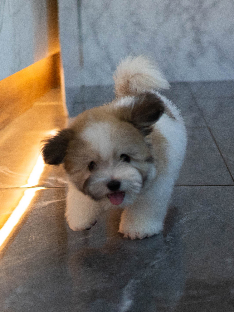 반푼이 (Banpooni)