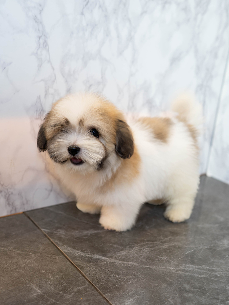 반푼이 (Banpooni)