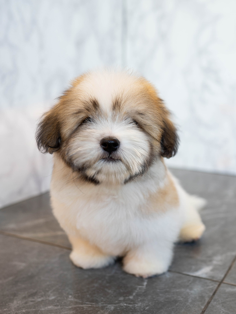 반푼이 (Banpooni)