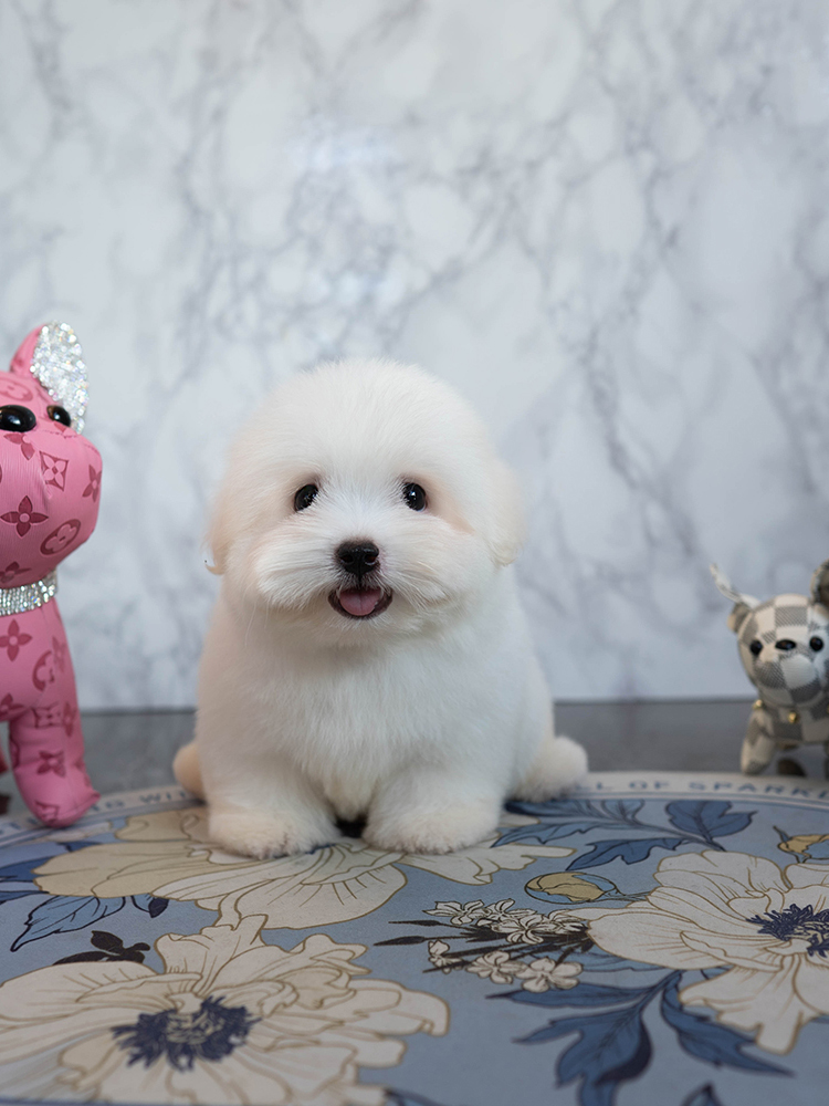 구름이 (Gooreum-i)