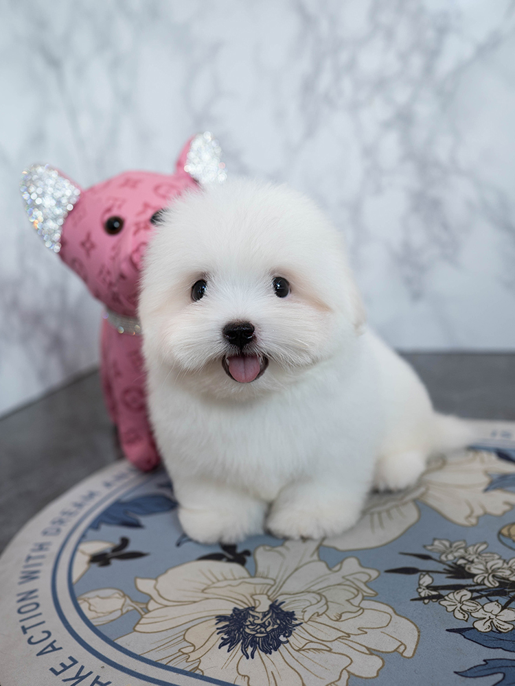 구름이 (Gooreum-i)