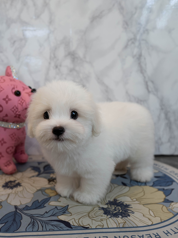 데이지 (Daisy)