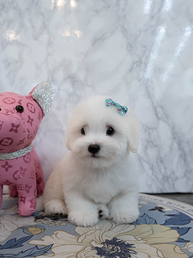 데이지 (Daisy)
