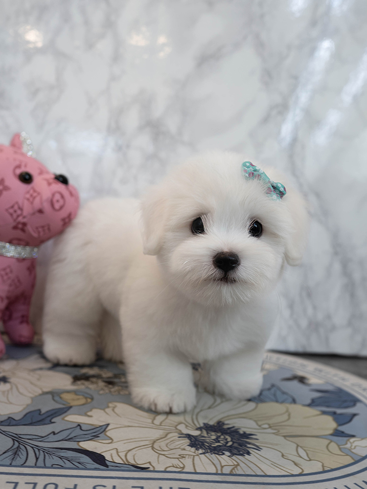 데이지 (Daisy)