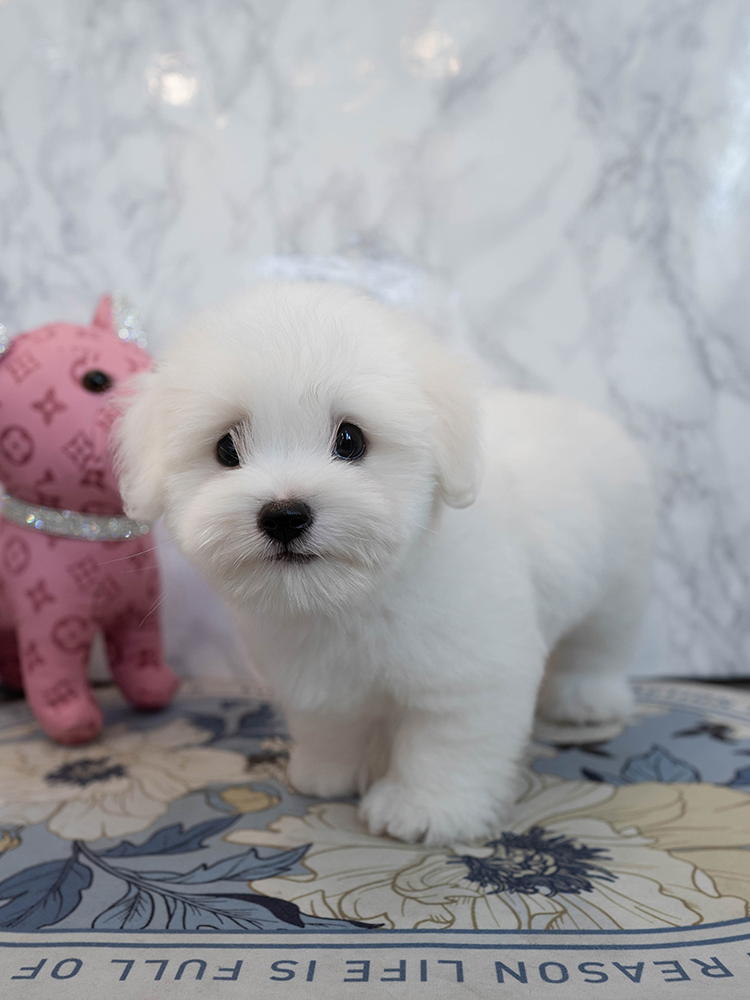데이지 (Daisy)