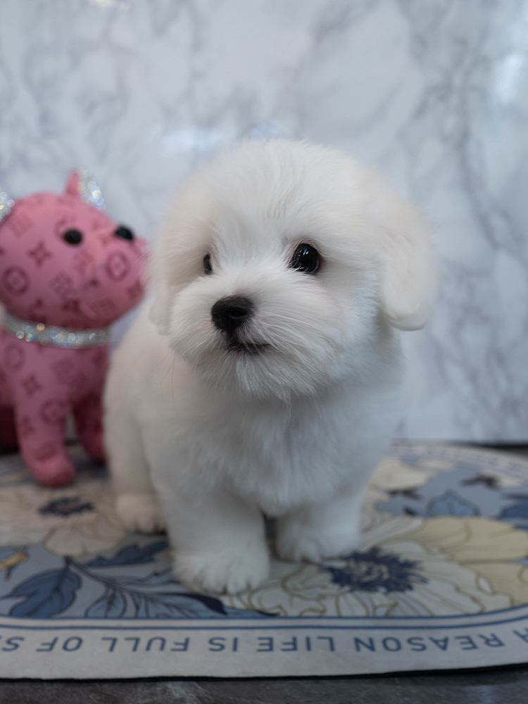 데이지 (Daisy)